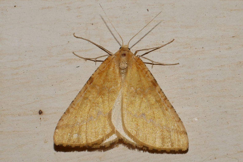 Geometridae da identificare